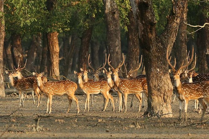Dive deep into the wild wonders of Sundarban. - Why the Sundarbans works best from the water