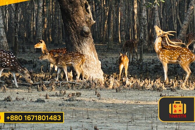 Dive deep into the wild wonders of Sundarban. - Meeting a family inside the forest