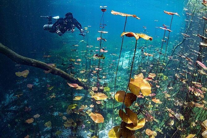 Dive into Tulum: Tour 3 Cenotes, from Riviera Maya - A shared van keeps the day simple