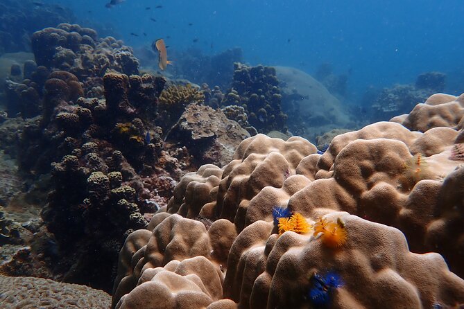 Dive Trip Experience in Koh Tao - What the price includes at $217.25
