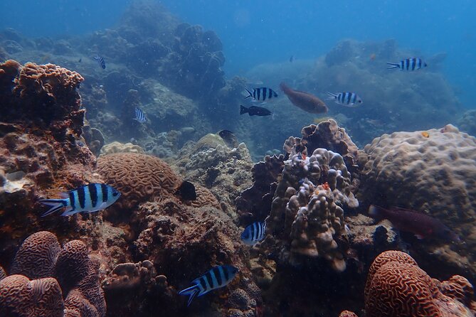 Dive Trip Experience in Koh Tao - Who will get the most from this day