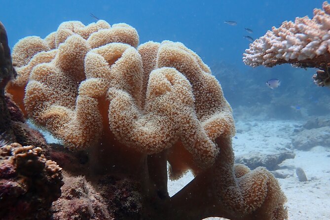 Dive Trip Experience in Koh Tao - Lunch, rest, and the second site