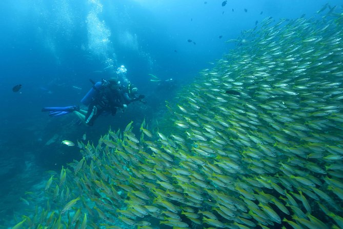 Dive Trip to Phi Phi from Phuket for certified divers - Koh Bida Nok: coral, schooling fish, and open water