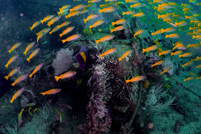 Dive trip to the coral reefs of Fujairah for certified scuba divers - Why Fujairah is the right side of the UAE for scuba