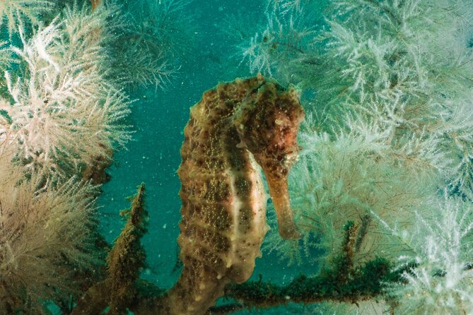 Dive trip to the coral reefs of Fujairah for certified scuba divers - What happens underwater