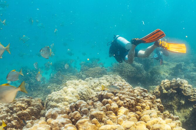 Dive trip to the coral reefs of Fujairah for certified scuba divers - Who should book this outing?