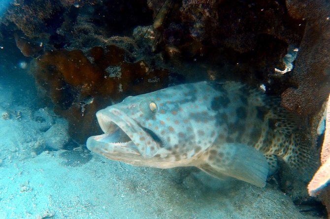 Dive trip with 2 dives (start from Ko Kut) - Reaching Koh Rang from Koh Kood