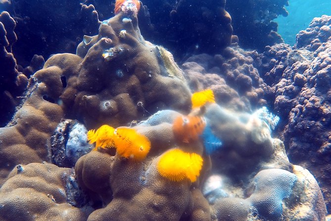 Dive trip with 2 dives (start from Ko Kut) - Price and the extra park charge