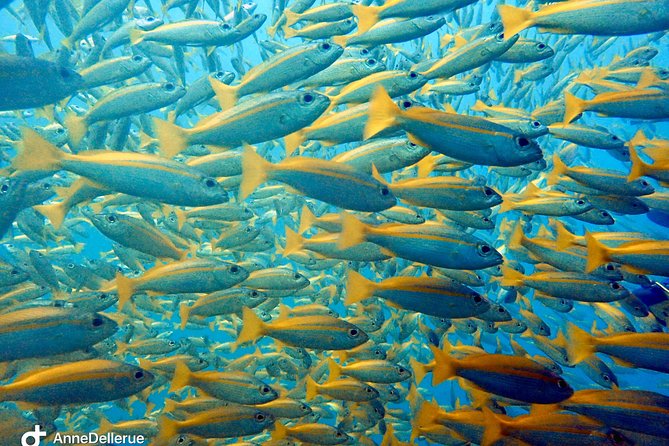 Dive trip with 2 dives (start from Ko Kut) - A close guide-to-participant setup