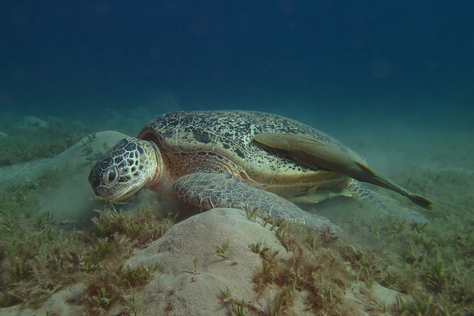 Dive with Dugongs and Turtles | Abu Dabbab | Marsa Alam | 2 Dives - Key points to know before booking