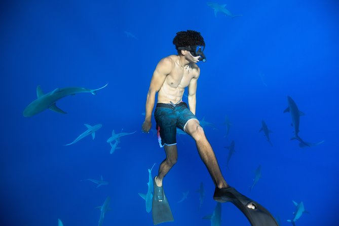 Dive with Sharks in Hawaii: Shark Tour from Haleiwa - What happens at the offshore shark site