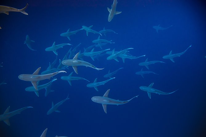 Dive with Sharks in Hawaii: Shark Tour from Haleiwa - Marine life beyond the sharks