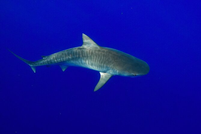 Dive with Sharks in Hawaii: Shark Tour from Haleiwa - Safety divers are the strongest part of the operation