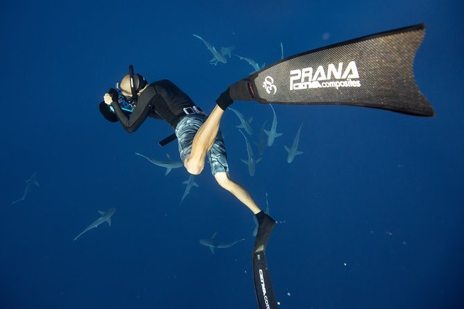 Dive with Sharks in Hawaii: Shark Tour from Haleiwa - The experience suits families, couples, and nervous beginners