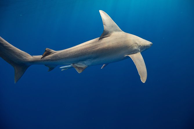 Dive with Sharks in Hawaii: Shark Tour from Haleiwa - The $153.85 price and what you receive