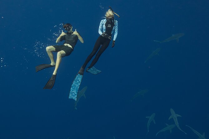 Dive with Sharks in Hawaii: Shark Tour from Haleiwa - Comfort details that can affect your day