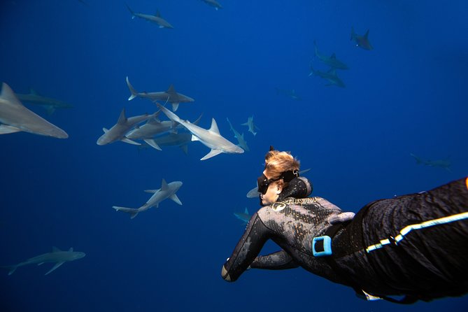 Dive with Sharks in Hawaii: Shark Tour from Haleiwa - The briefing makes the shark encounter manageable