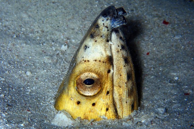 DiveGurus -Scuba Diving in Boracay - Choosing between Boracay’s easy and advanced sites