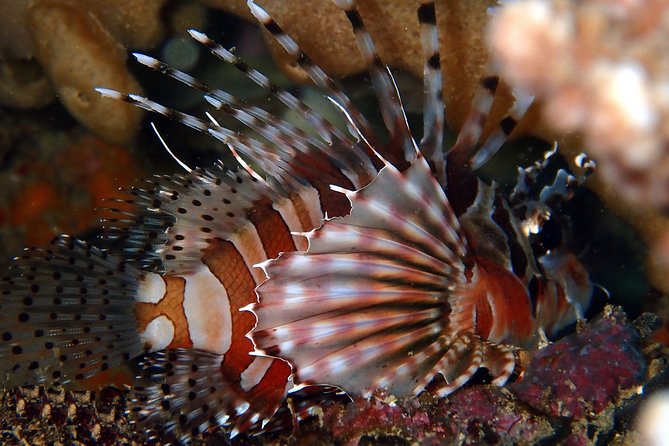 DiveGurus -Scuba Diving in Boracay - Why the guides matter for newer certified divers