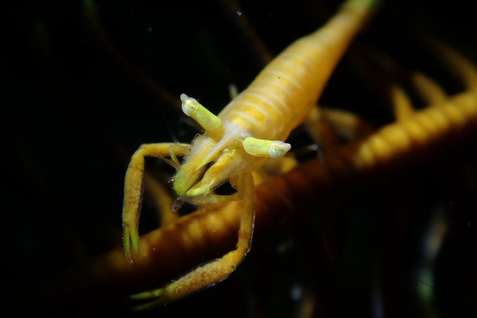 DiveGurus -Scuba Diving in Boracay - What you may see beneath the water