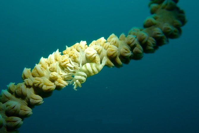 DiveGurus -Scuba Diving in Boracay - Equipment, boats, and safety expectations