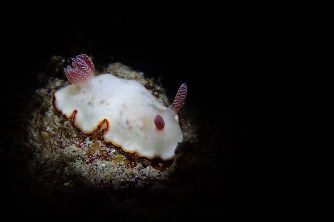 DiveGurus -Scuba Diving in Boracay - Who should book this activity?