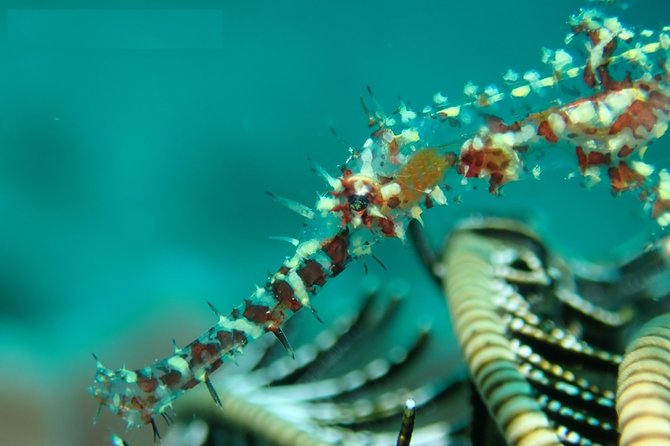 DiveGurus -Scuba Diving in Boracay - Booking details and cancellation rules