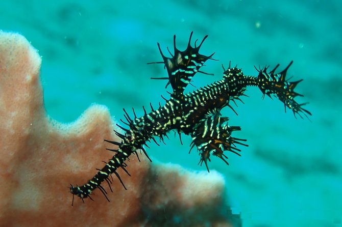 DiveGurus -Scuba Diving in Boracay - What the two-and-a-half-hour schedule really includes