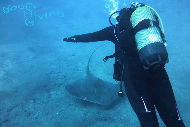 Dives Packages with Transfers in Tenerife - Harbour and shore sites around southern Tenerife