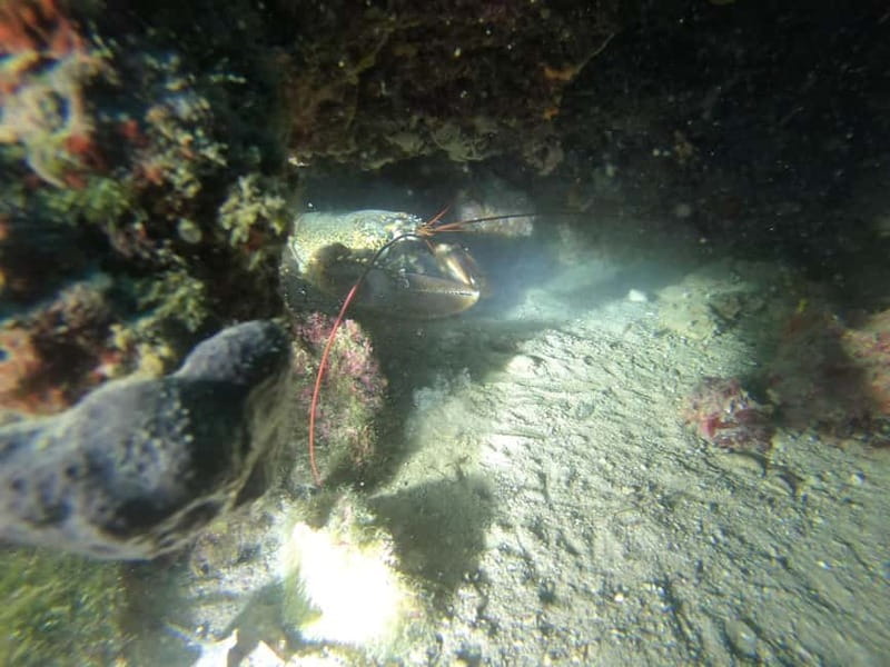 Diving - Entering Lake Wörthersee among pike and carp