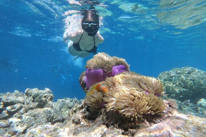 Diving And Snorkeling To Ras Mohamed And White Island By VIP Boat - The value of $50 for an eight-hour outing