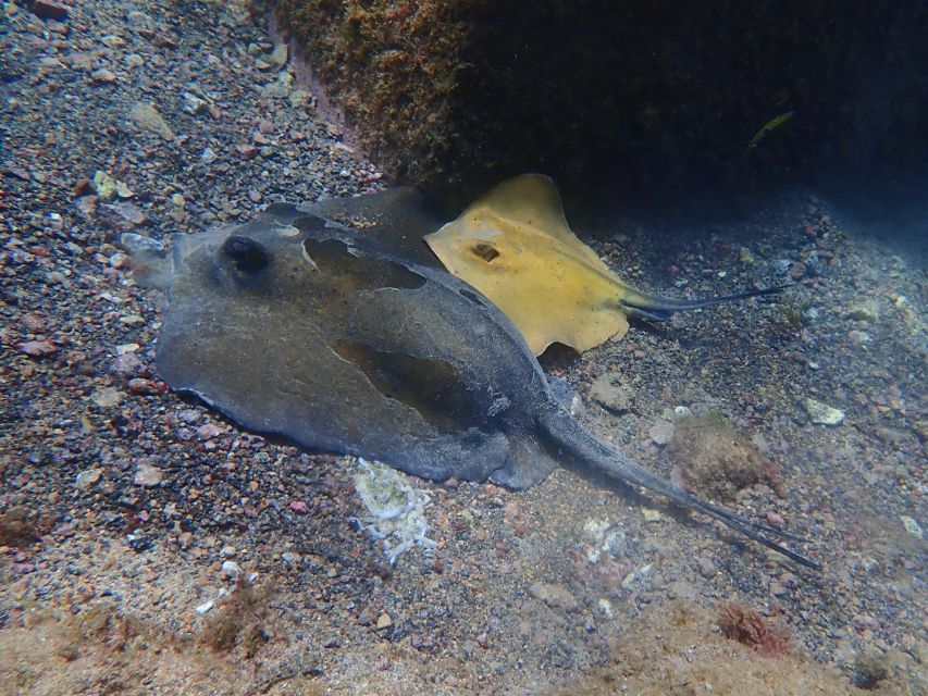 Diving at Lanzarote - 2 guided dives for certified divers - Lanzarote’s volcanic world below the water