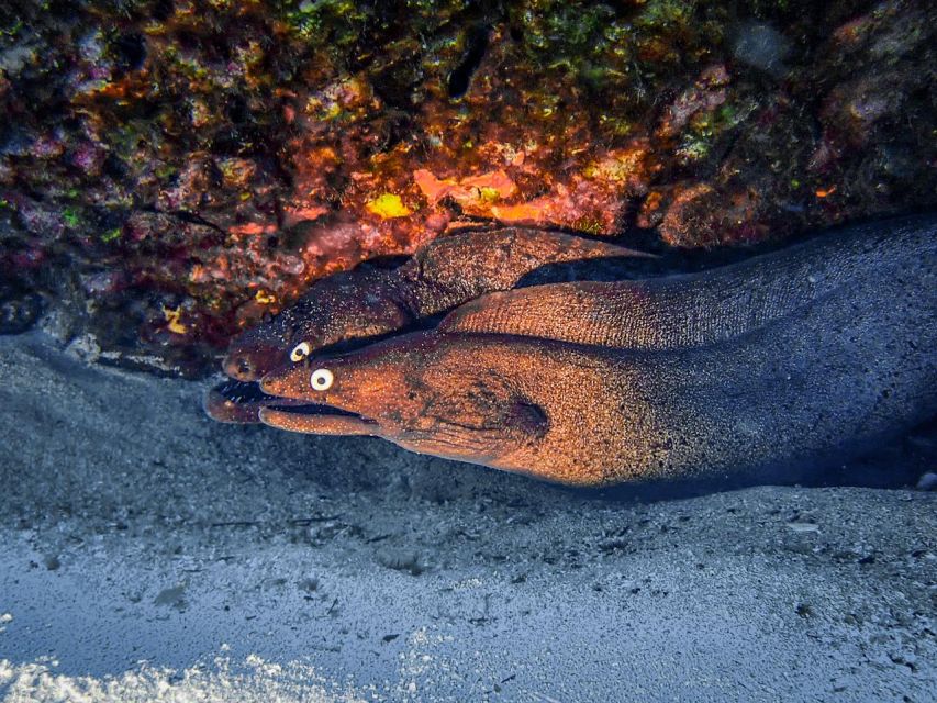 Diving at Lanzarote - 2 guided dives for certified divers - Should you book these two guided sessions?