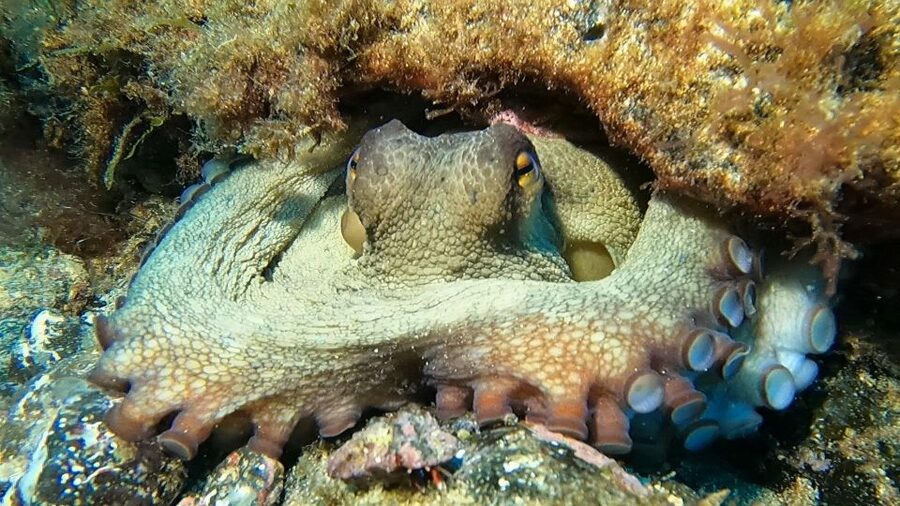 Diving at Lanzarote - 2 guided dives for certified divers - What the $94 price really covers