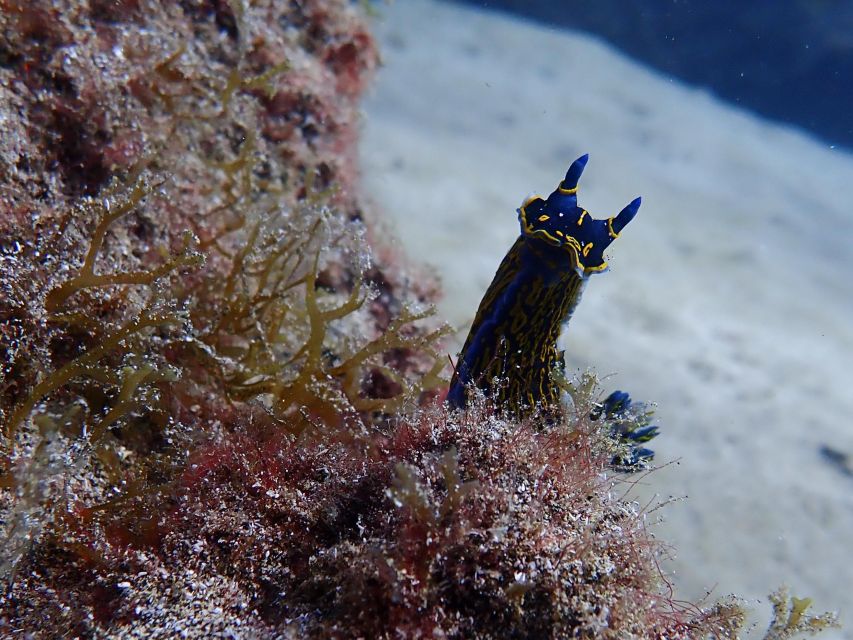 Diving at Lanzarote - 2 guided dives for certified divers - Why the small group makes a difference