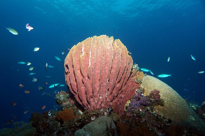 Diving at Tulamben Liberty Shipwreck 2 dives for certified divers - What is included for $143