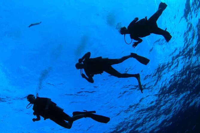Diving baptism in the Marine Reserve of Cabo Tiñoso - Meeting Cabo Tiñoso at La Azohía