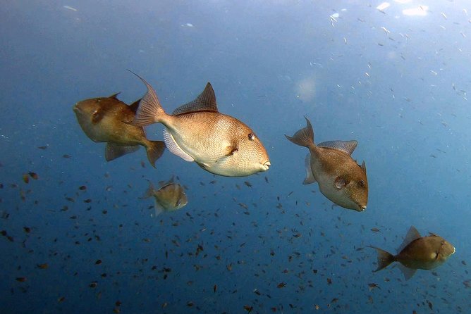 Diving baptism in the Marine Reserve of Cabo Tiñoso - Is $144.17 a fair price?