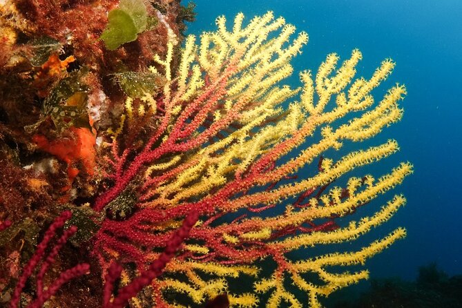 Diving baptism in the Montgrí Natural Park - Weather, timing, and what the price covers