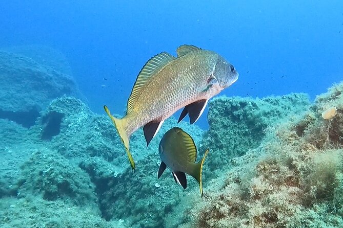 Diving baptism with cylinders (Introdive) at the Capo Carbonara Marine Protected Area - Getting ready with equipment and signals