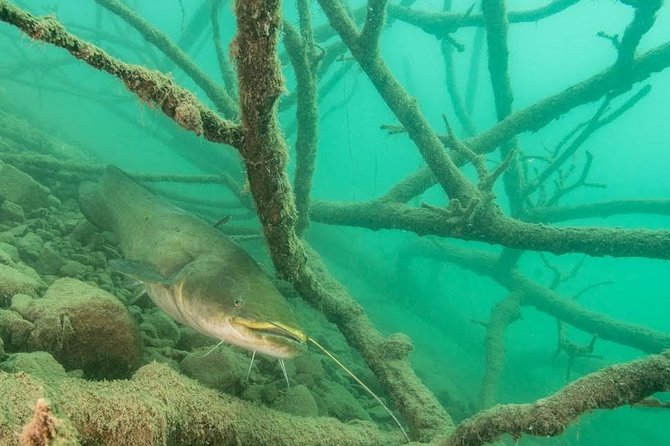 Diving Bled - Key points about the Lake Bled session