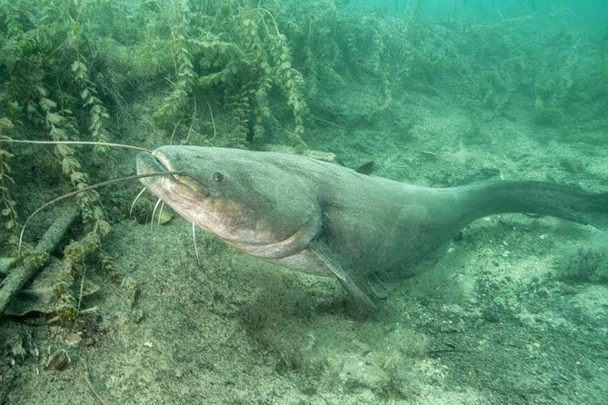 Diving Bled - What makes Lake Bled unusual below the surface
