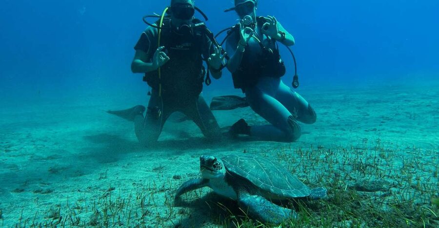 Diving course for beginners in turtle area Tenerife - Key points before you book