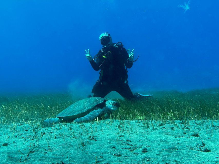 Diving course for beginners in turtle area Tenerife - Should you book this Abades underwater course?