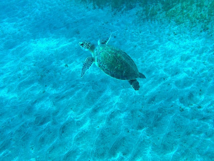 Diving course for beginners in turtle area Tenerife - A private pace for nervous beginners