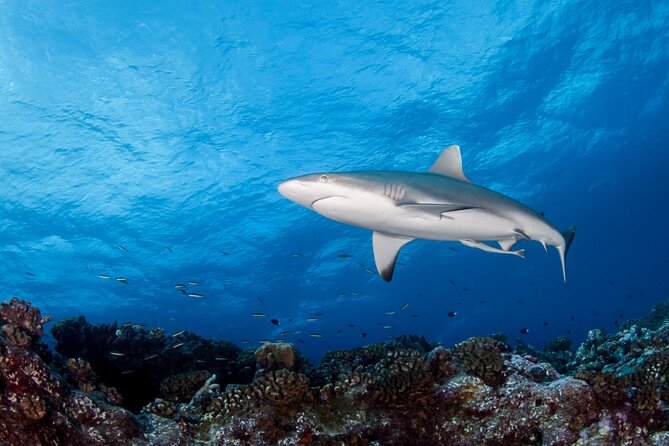 Diving day - Wrecks, reefs, walls, and underwater mountains