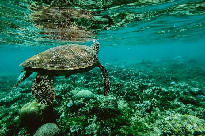 Diving day - The marine life you may encounter
