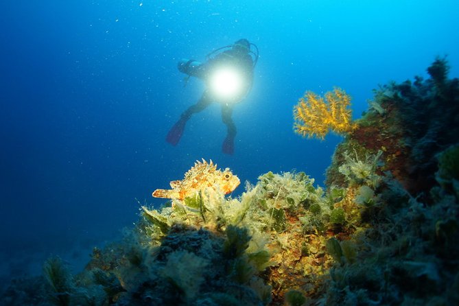 Diving day tour with 2 dives - Key points before you book