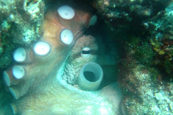 Diving day tour with 2 dives - Starting at 9:30 a.m. in Tucepi