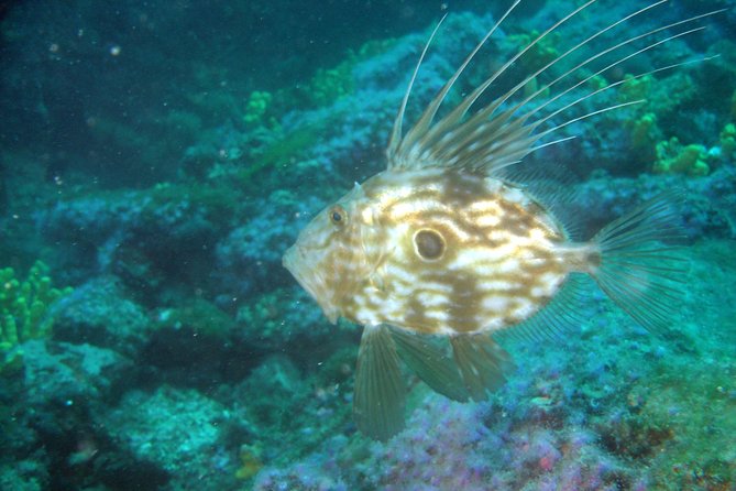 Diving day tour with 2 dives - Choosing between Hvar, Brac, and the Riviera